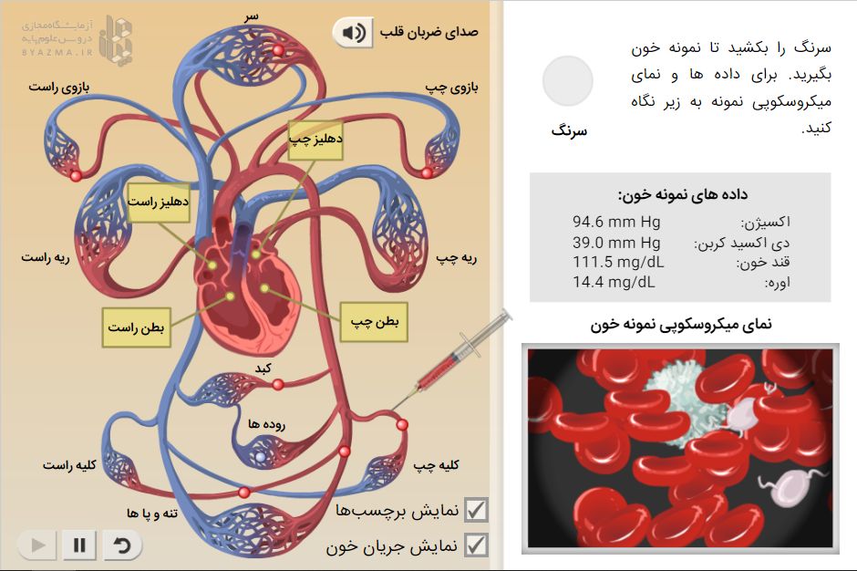 سیستم گردش خون
